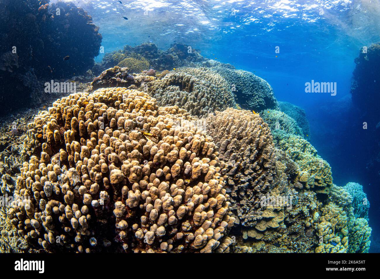 Una barriera corallina sana e piena di coralli duri, Mar Rosso. Foto Stock