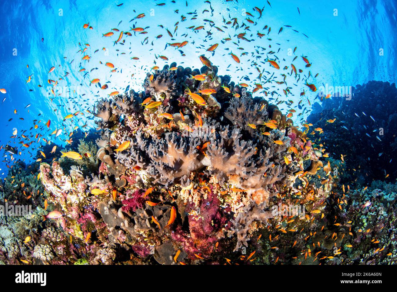 Una bomba di corallo piena di pesci della barriera corallina e coralli sani, Mar Rosso. Foto Stock