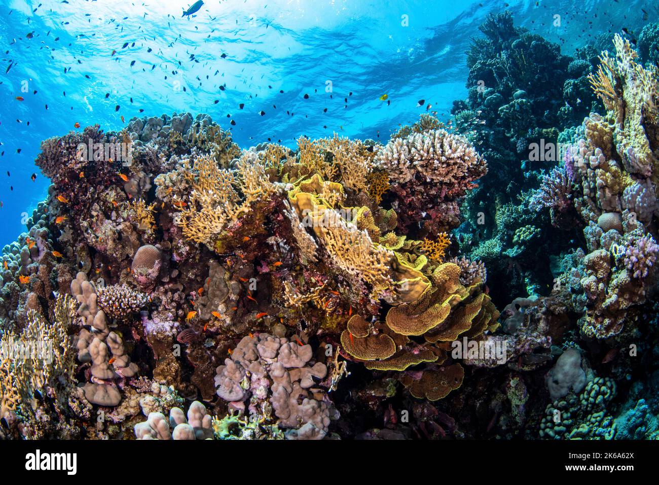 Un giardino di coralli duri crea una barriera corallina colorata, il Mar Rosso. Foto Stock