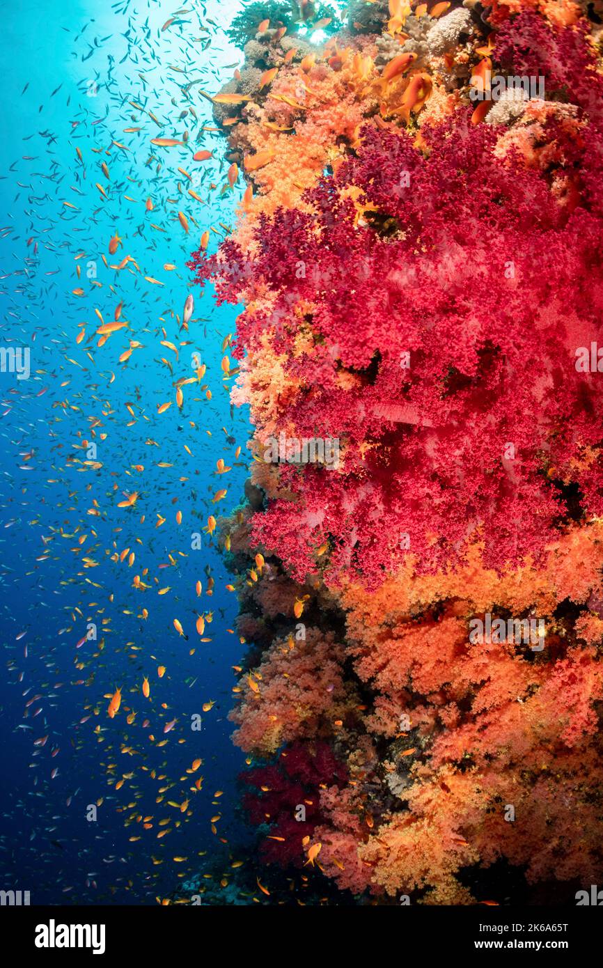 Una parete piena di coralli morbidi dai colori brillanti e molti pesci del reef, il Mar Rosso. Foto Stock