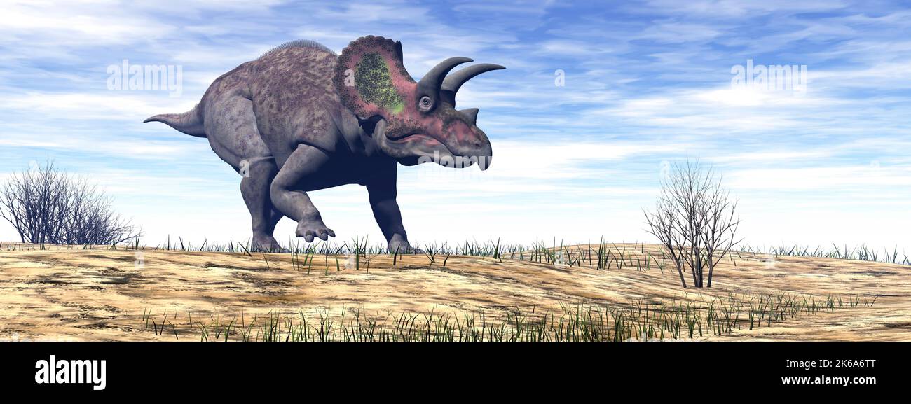 Triceratops dinosauro camminare nel deserto di giorno. Foto Stock