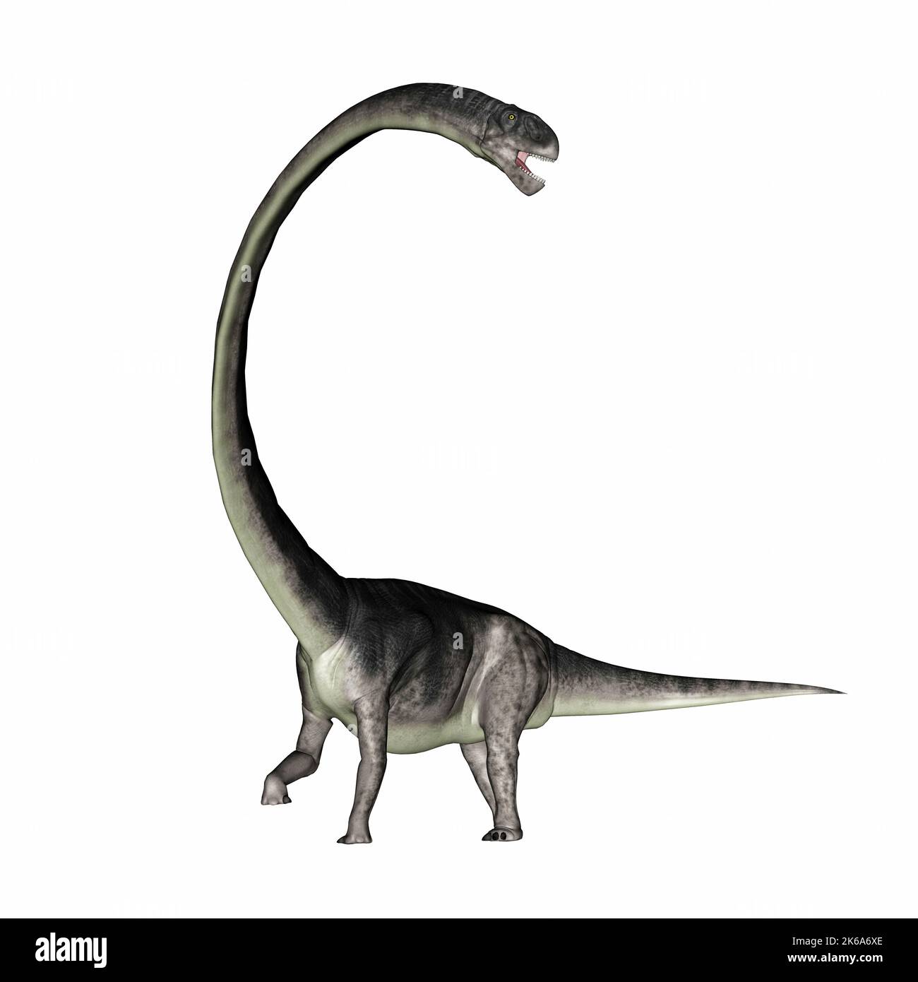 Dinosauro Omeisaurus con il suo lungo collo, isolato su sfondo bianco. Foto Stock