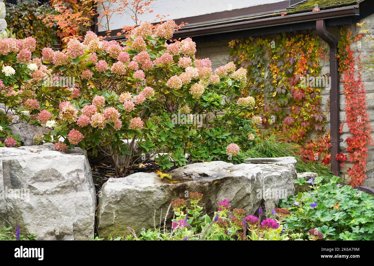 Fiori di ortensia che sono bianchi in estate diventano rosa in autunno Foto Stock