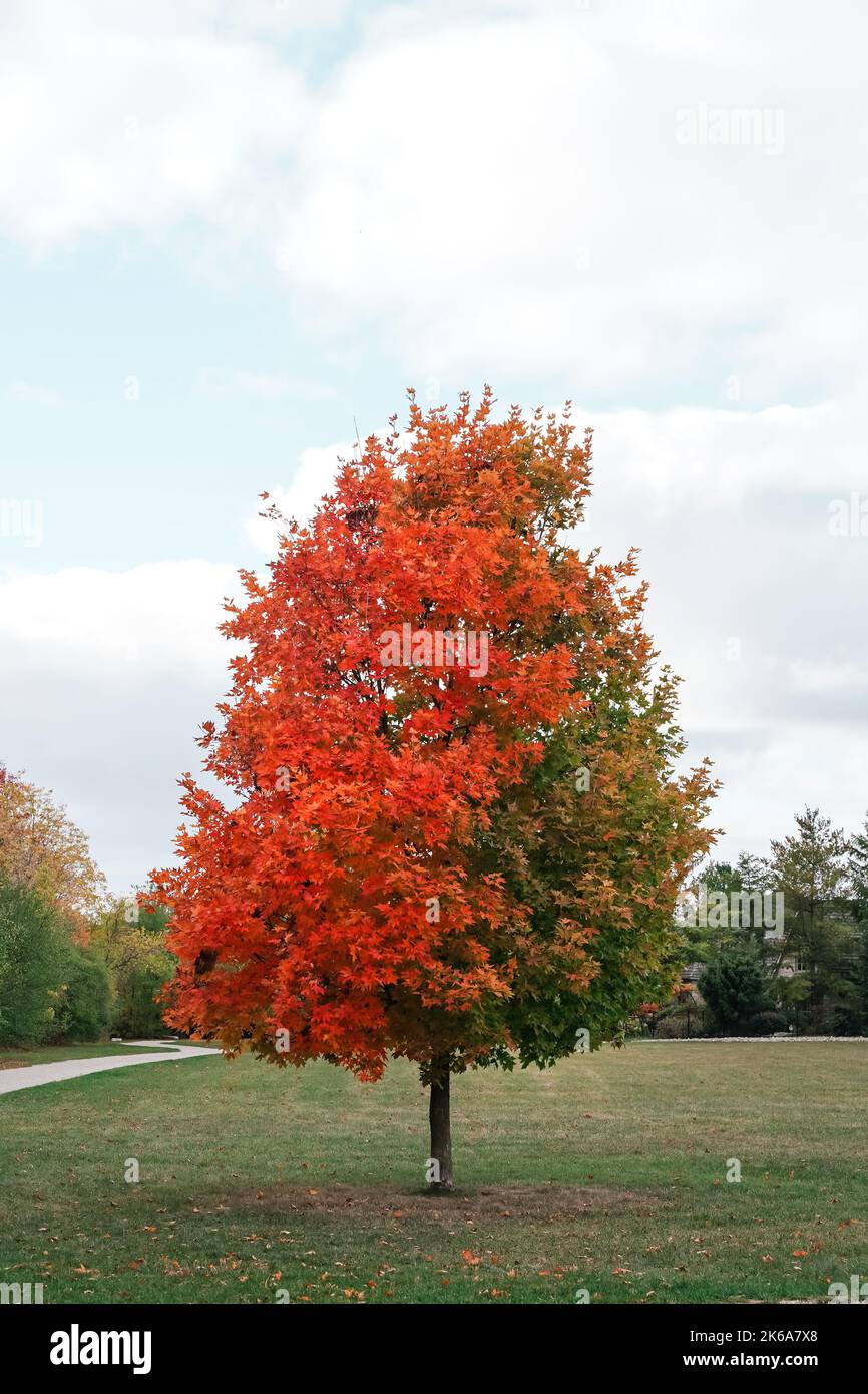 Un albero di foglia di acero con metà delle foglie cambia da verde a rosso durante la stagione autunnale in Canada Foto Stock