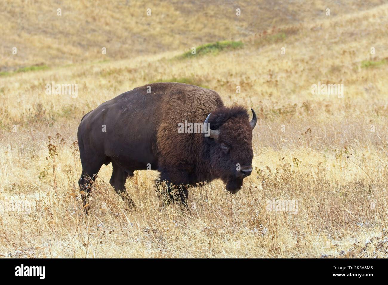Un grande bisonte cammina in una prateria erbosa nel Montana occidentale. Foto Stock