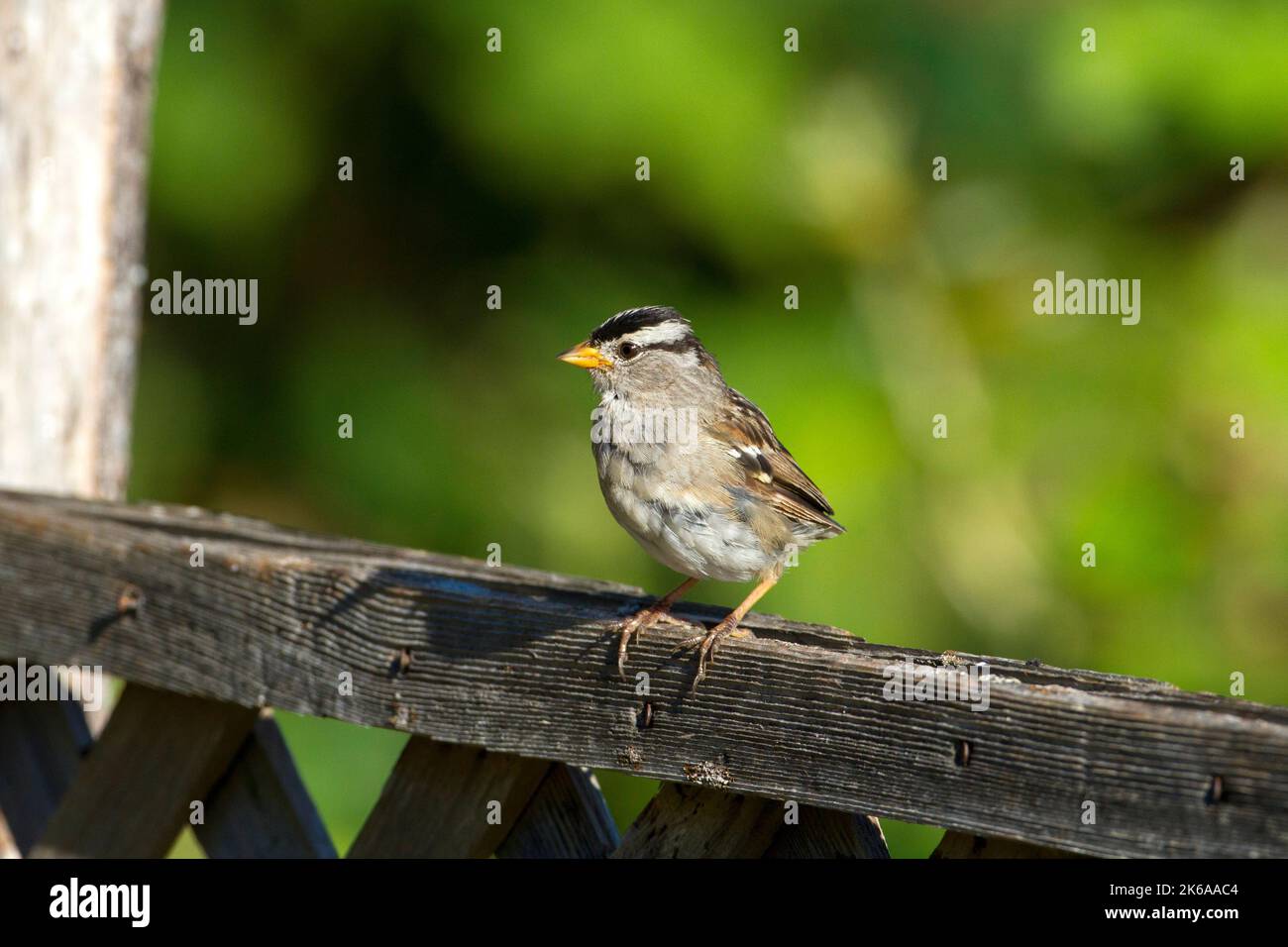 Sparrow a corona bianca (Zonotrichia leucofrys) arroccato su una recinzione in un giardino a Nanaimo, British Columbia, Canada Foto Stock