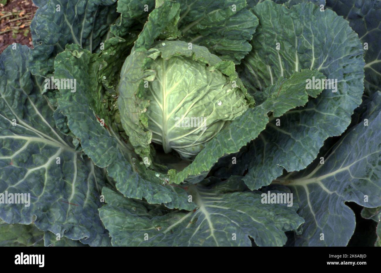 CAVOLO VERDE "SAVOY KING" (BRASSICA OLERACEA) CAPITATA GRUPPO CHE CRESCE NELL'ORTO VEGETALE. Foto Stock