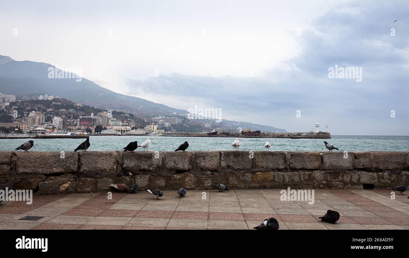 Mare d'inverno a Yalta, gabbiani seduti sul terrapieno, vista sulle montagne e sulla città. Vista frontale. Foto Stock