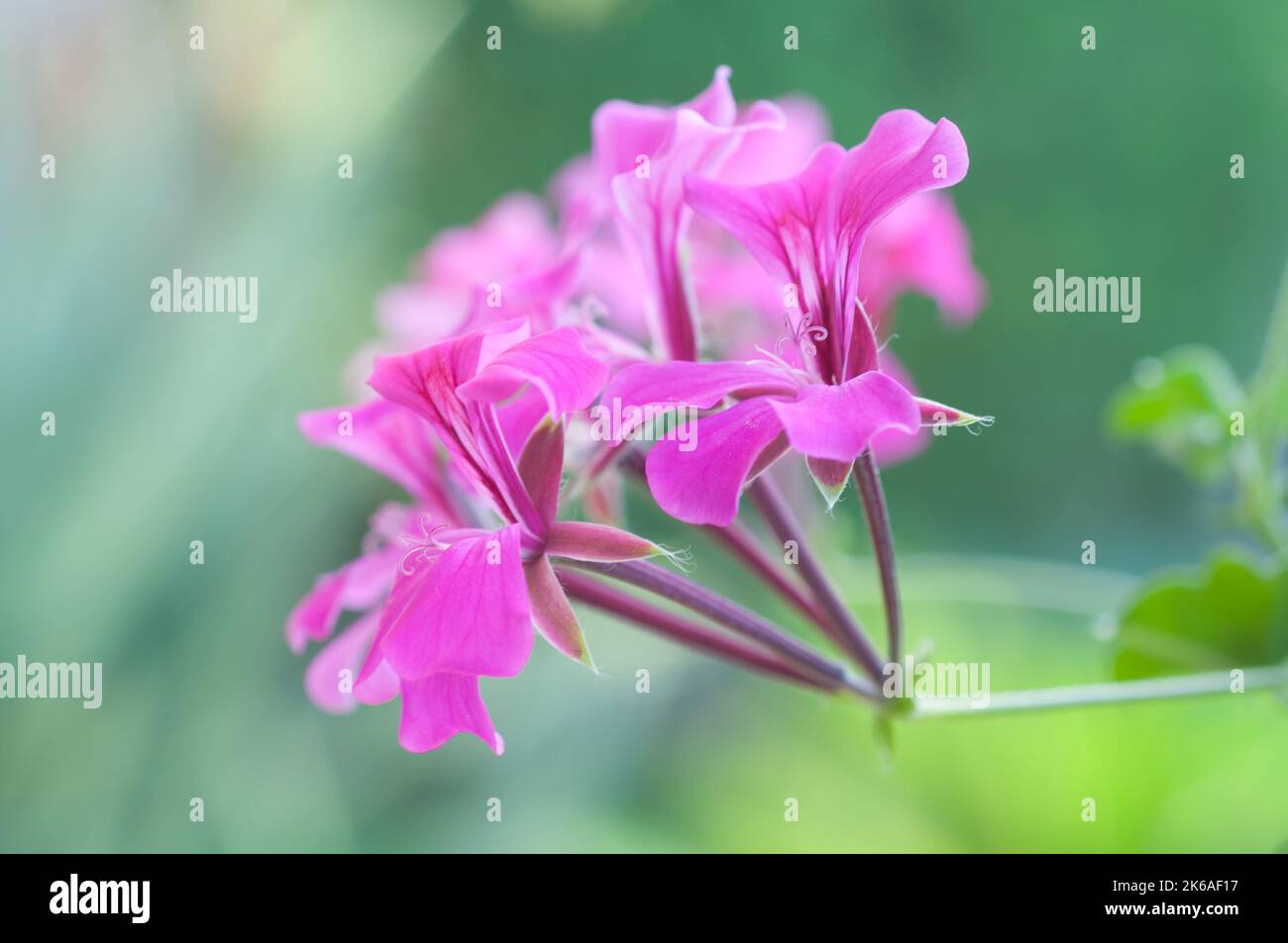 Macro shot di un geranio rosa in fiore - Melbourne, Victoria, Australia Foto Stock