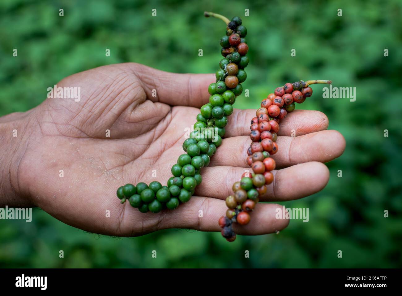 Contadino indonesiano che espone il suo pepe bianco appena raccolto in mano, Indonesia Foto Stock