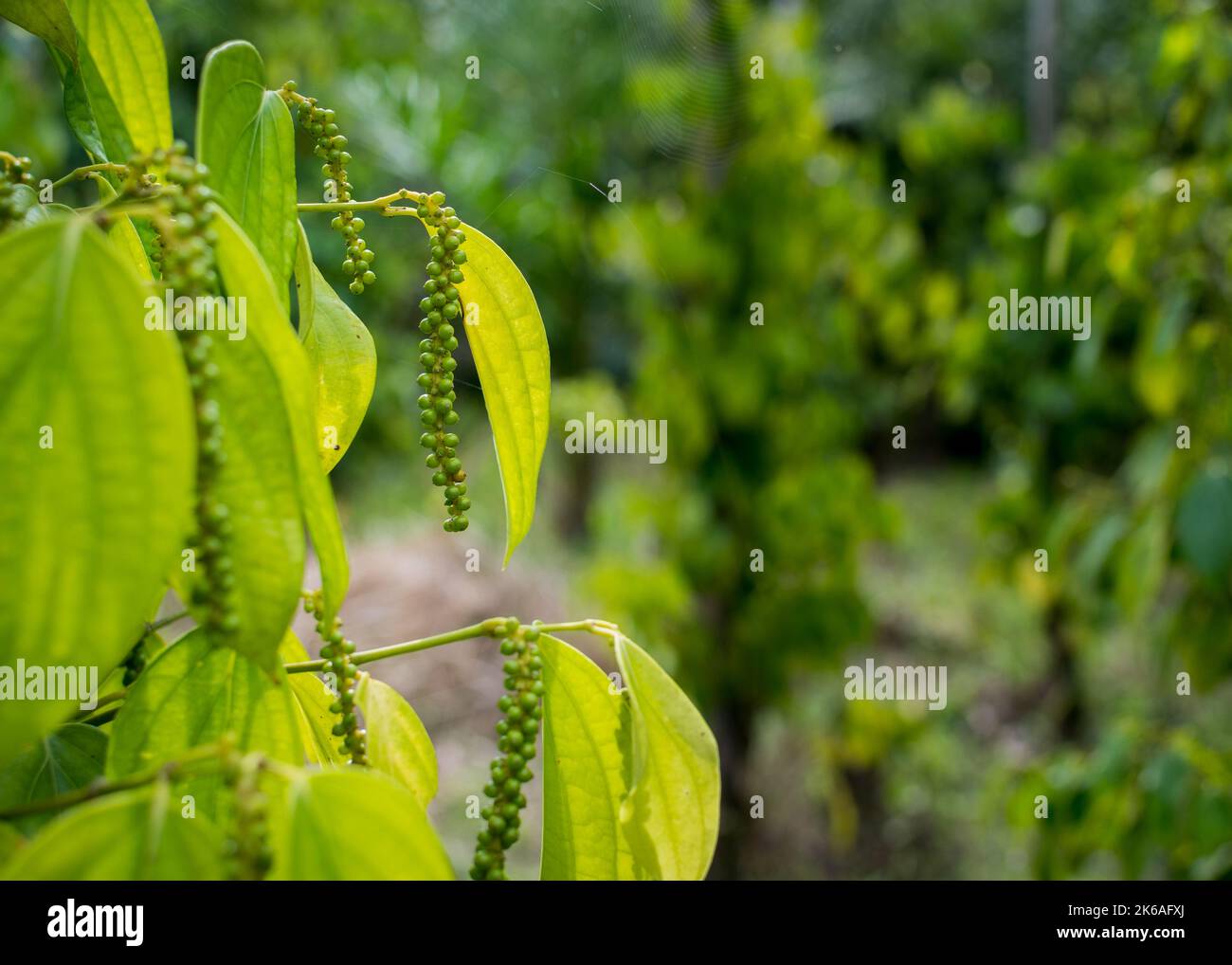 Peperone bianco colorato su albero di pepe in Indonesia Foto Stock