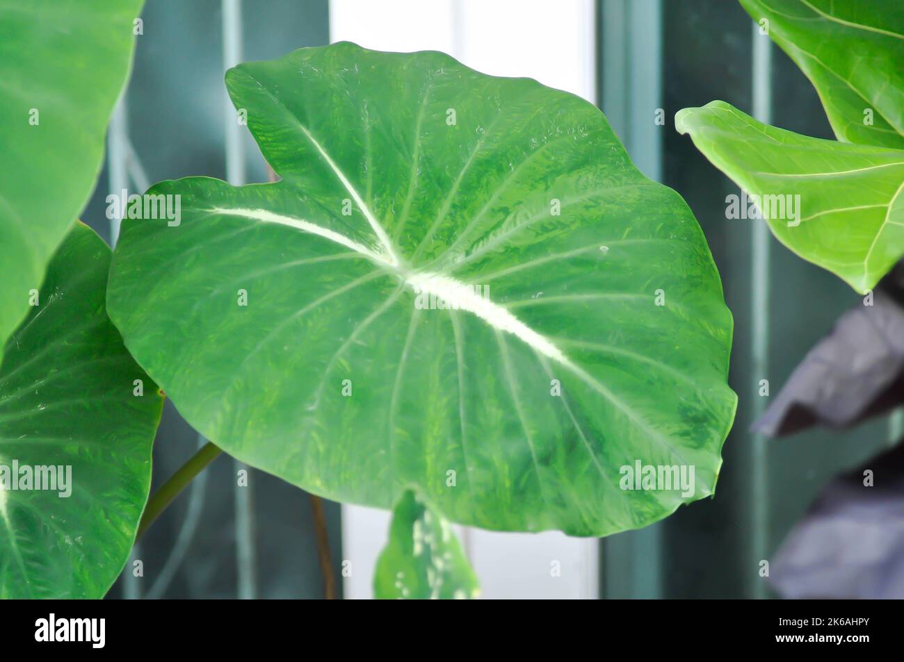 Colocasia nancys vendetta, colocasia o pianta bicolore di colocasia Foto Stock