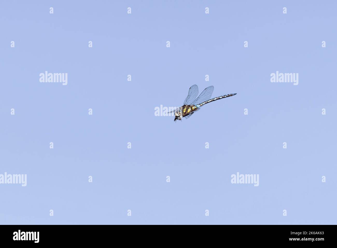 Falco migrante Aeshna mixta, adulto maschio che vola con preda di insetti in bocca, Suffolk, Inghilterra, ottobre Foto Stock