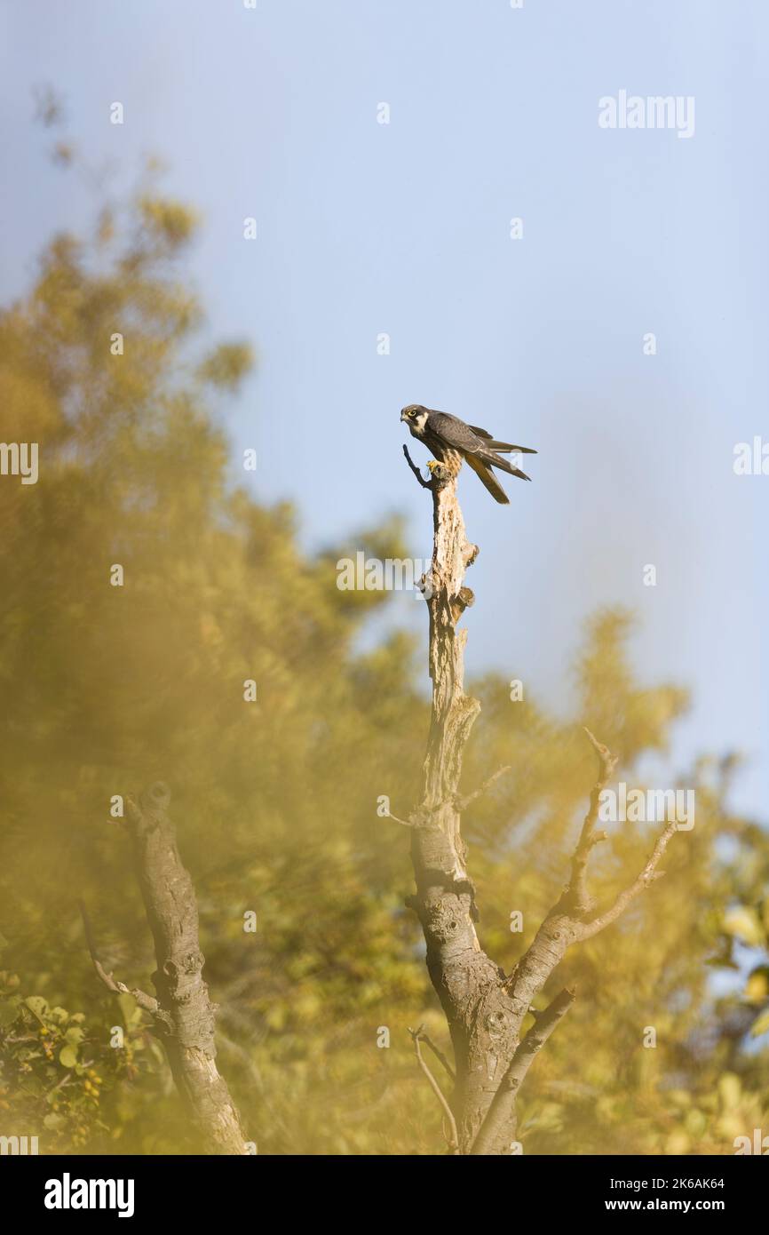 Hobby eurasiatico Falco subbuteo, giovani arroccato su moncone, nutrirsi di prede di libellule, RSPB Minspere Riserva Naturale, Suffolk, Inghilterra, ottobre Foto Stock