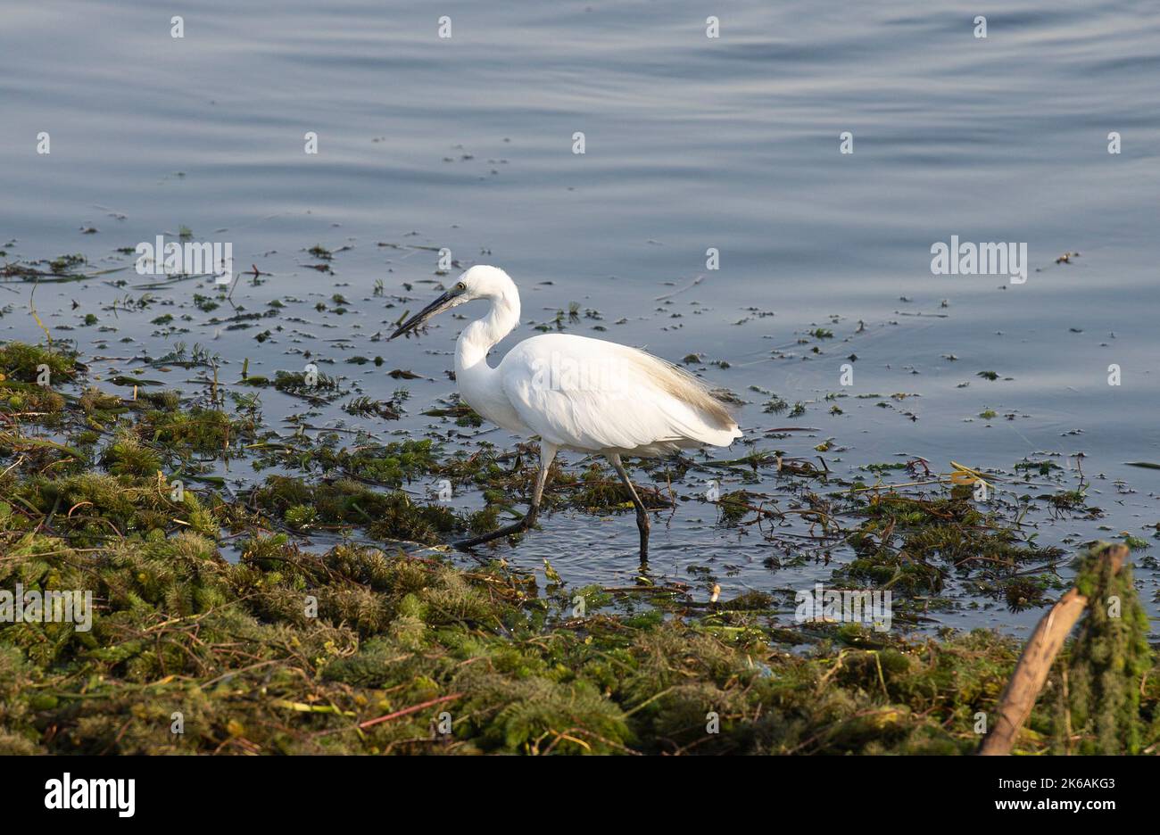 Grande egret ardea alba a piedi sul bordo del fiume paludi rive in canne d'erba Foto Stock