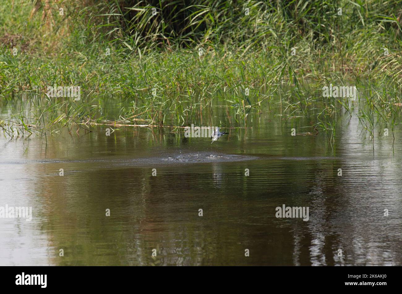 Pied kingfisher ceryle rudis in volo sopra acqua di fiume a caccia di pesci Foto Stock