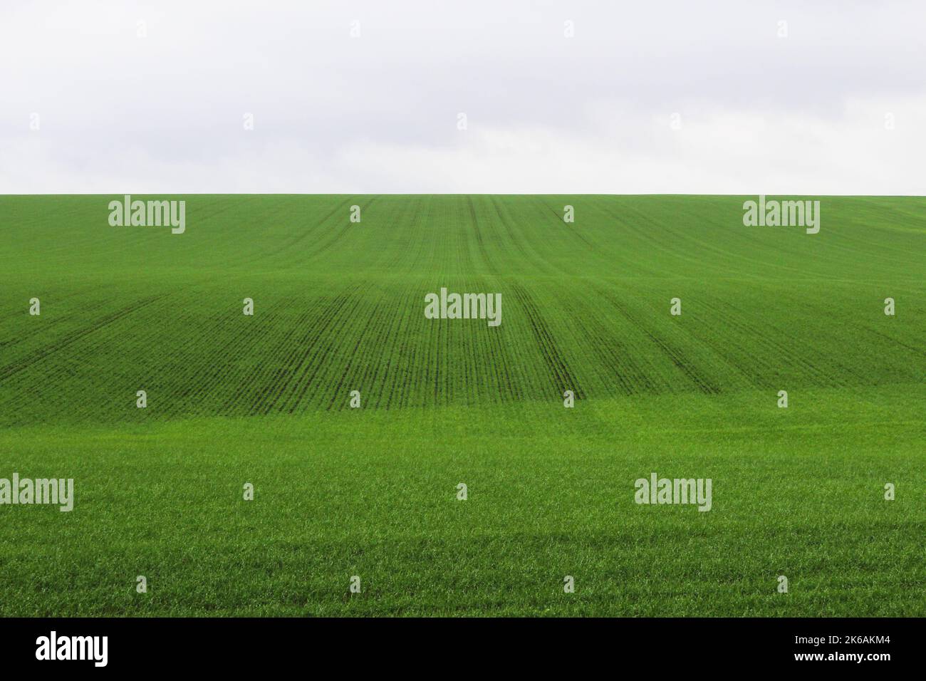 Colture verdi invernali in autunno sul campo Foto Stock