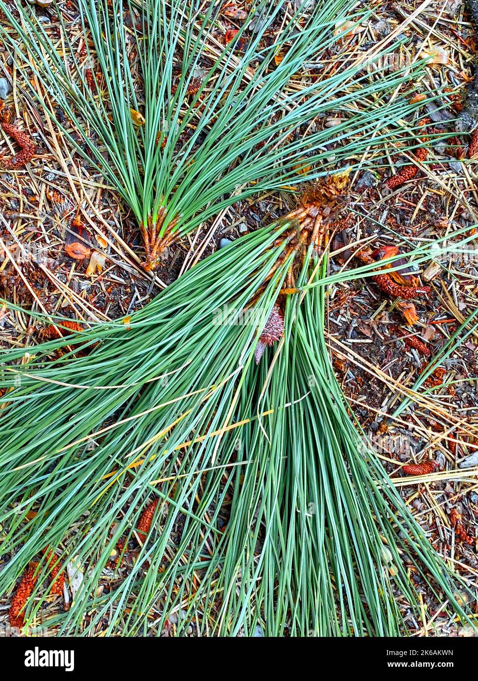 un pino aghi bosco natura preservare autunno terra cover vacanza natale inverno sempreverde sfondo verticale primo piano sfondo Foto Stock