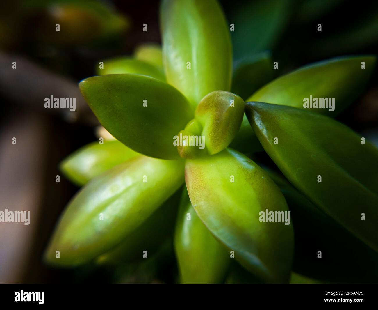 Primo piano delle foglie di sedum adolphi. Messa a fuoco selettiva. Pianta succulenta. Foto Stock