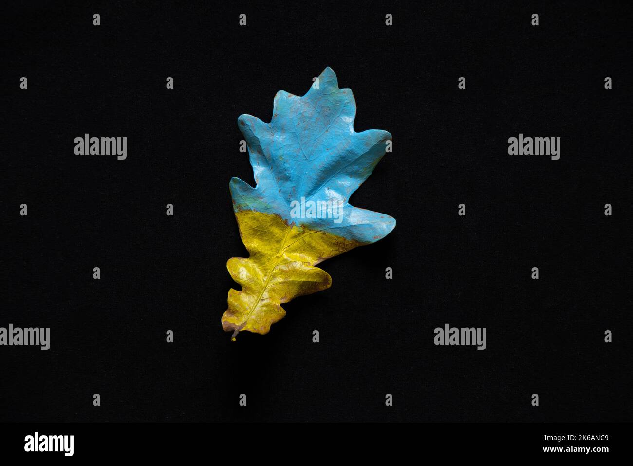 La bandiera nazionale giallo-blu dell'Ucraina è dipinta su una foglia di quercia, che giace su uno sfondo nero. Pace in Ucraina e libertà di persone forti Foto Stock
