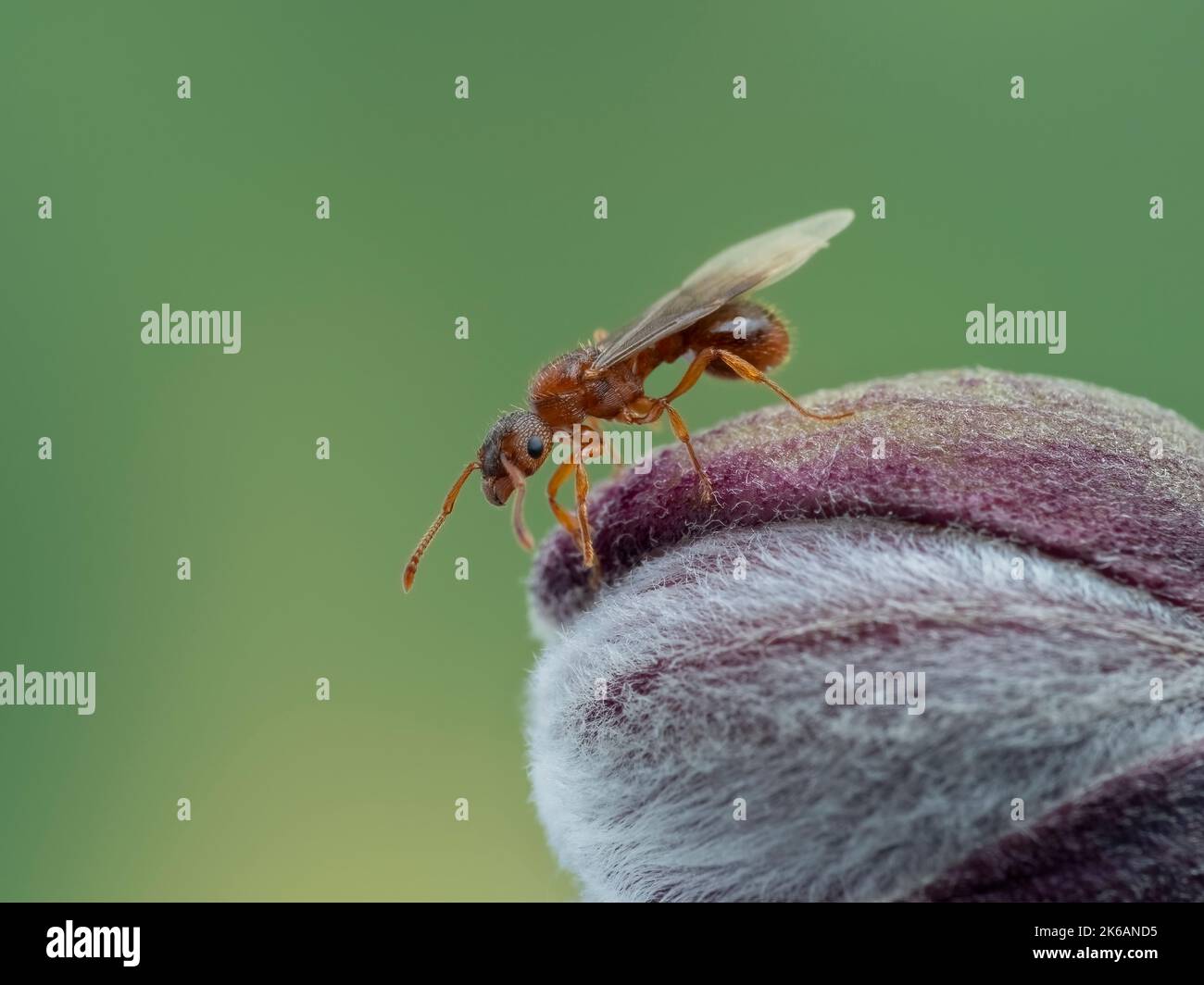 Minuscola formica da pavimento della regina alata (Tetramorium immigrans) appollaiata su un germoglio di fiori Foto Stock