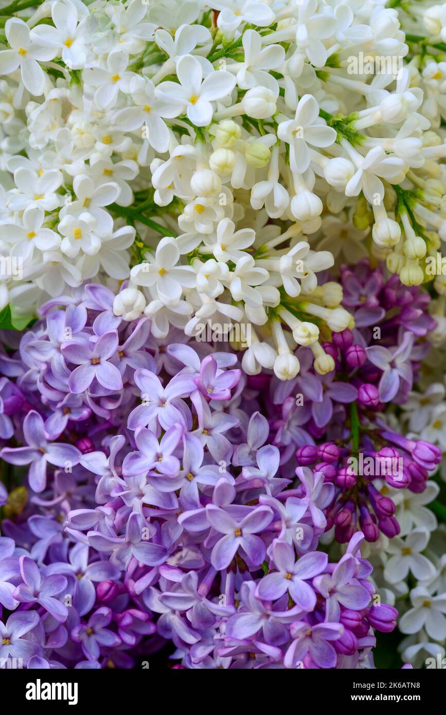 Fiori di lilla (syringa vulgaris) viola e bianco Foto Stock