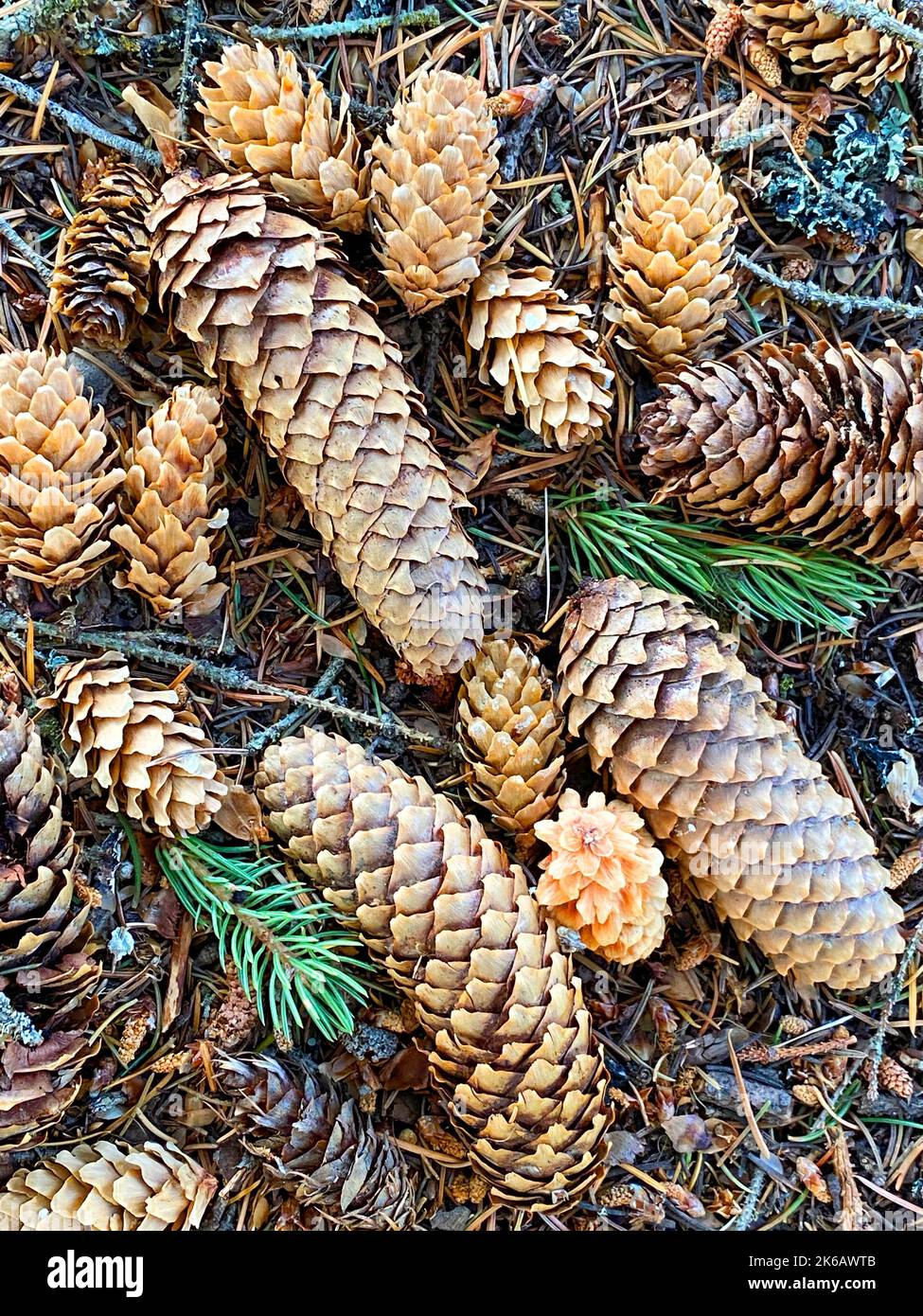 a stagioni aghi pineconi albero stagione autunno pinecone asciutto autunnale vacanza natale giardinaggio semi di coperta caduta natura sfondo all'aperto Foto Stock