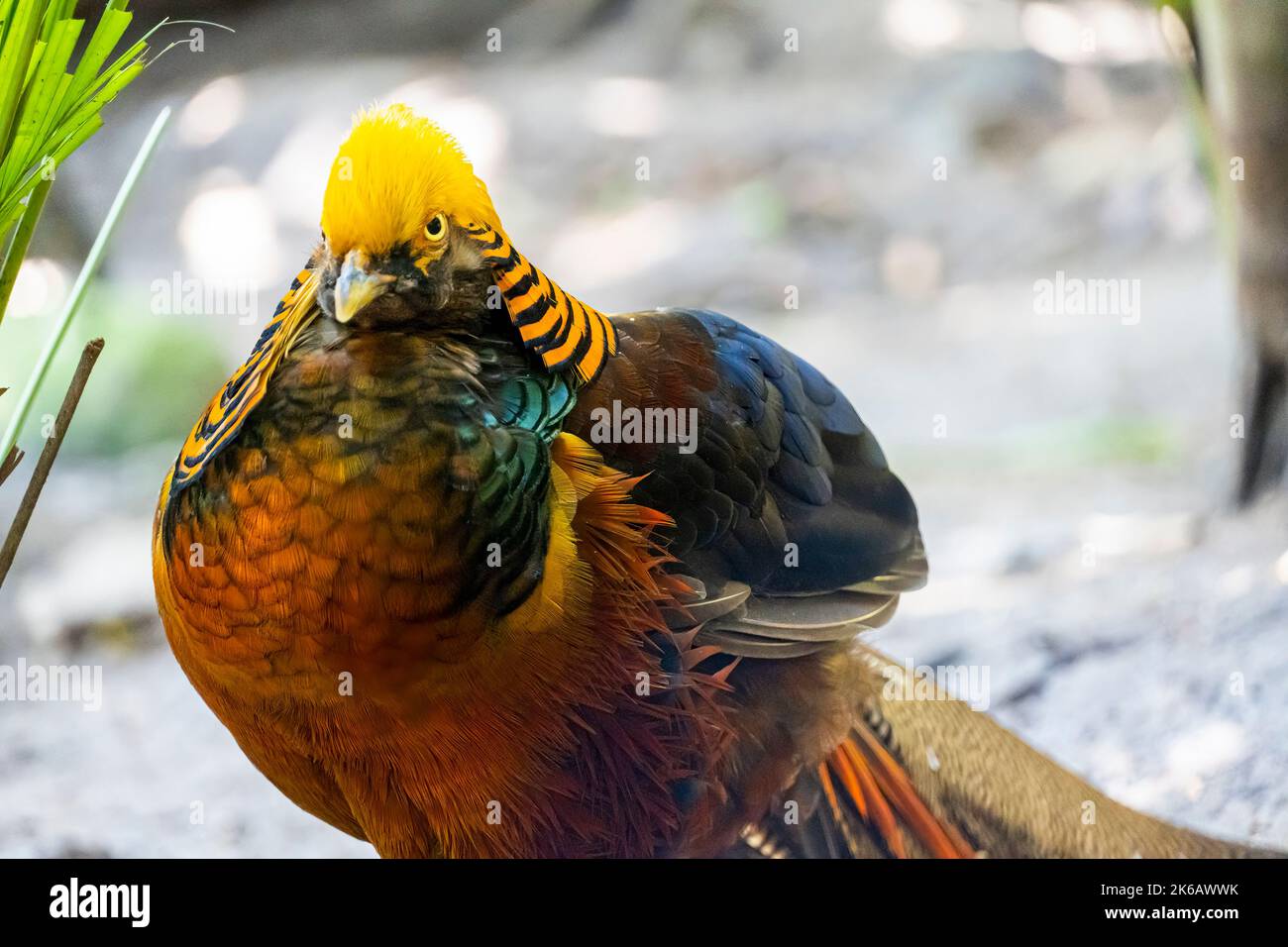 Un primo piano di un fagiano d'oro (Chrysolophus pictus) con un piumaggio colorato, Guadalajara, Messico Foto Stock