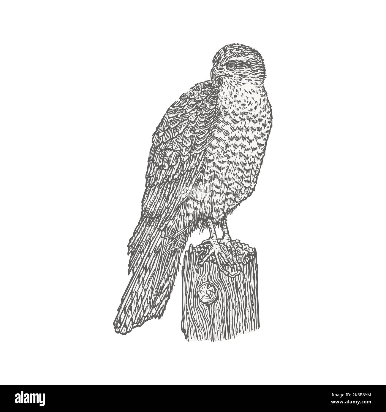 Uccello predatore in piedi su un ceppo. Disegnata a mano con contorni a penna e inchiostro. Schizzo di uccello in stile vintage. Illustrazione vettoriale. Illustrazione Vettoriale