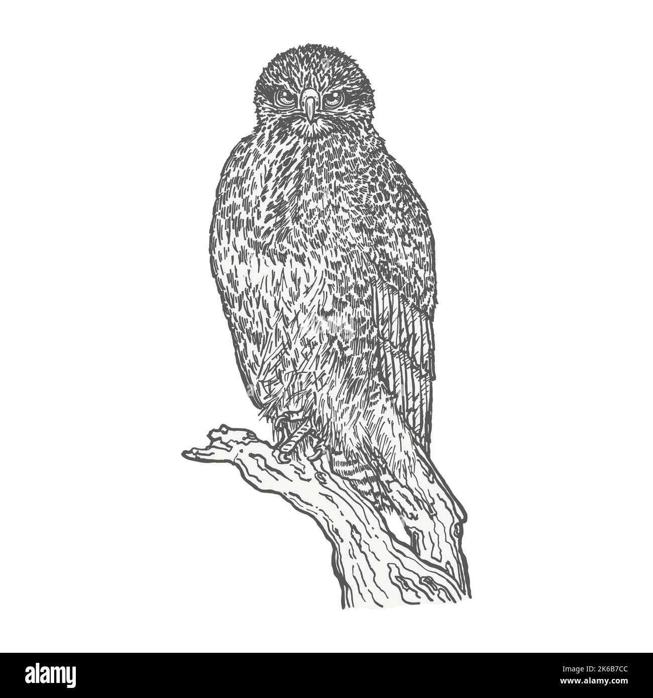 Uccello predatore seduto su un ceppo. Disegnata a mano con contorni a penna e inchiostro. Schizzo di uccello in stile vintage. Illustrazione vettoriale. Illustrazione Vettoriale
