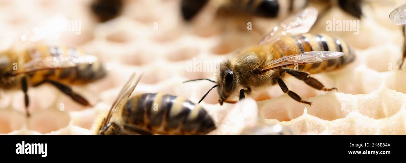 Apicoltura miele cera d'api in closeup apiario Foto Stock