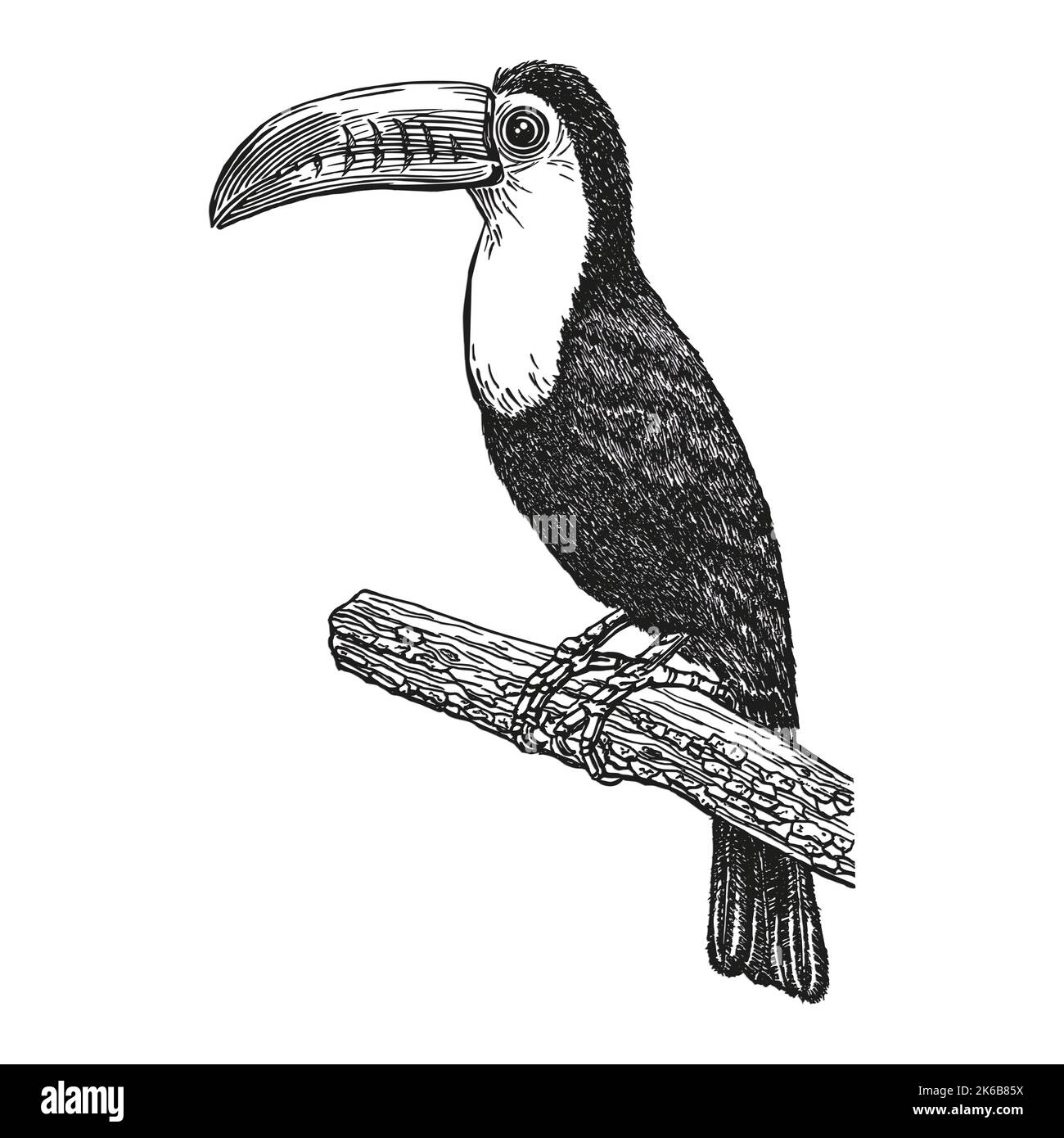 Toucan, schizzo realistico disegnato a mano. Uccello tropicale esotico seduto sul ramo. Delineare il design grafico in stile vintage. Uccello da disegno bianco e nero. Illustrazione Vettoriale