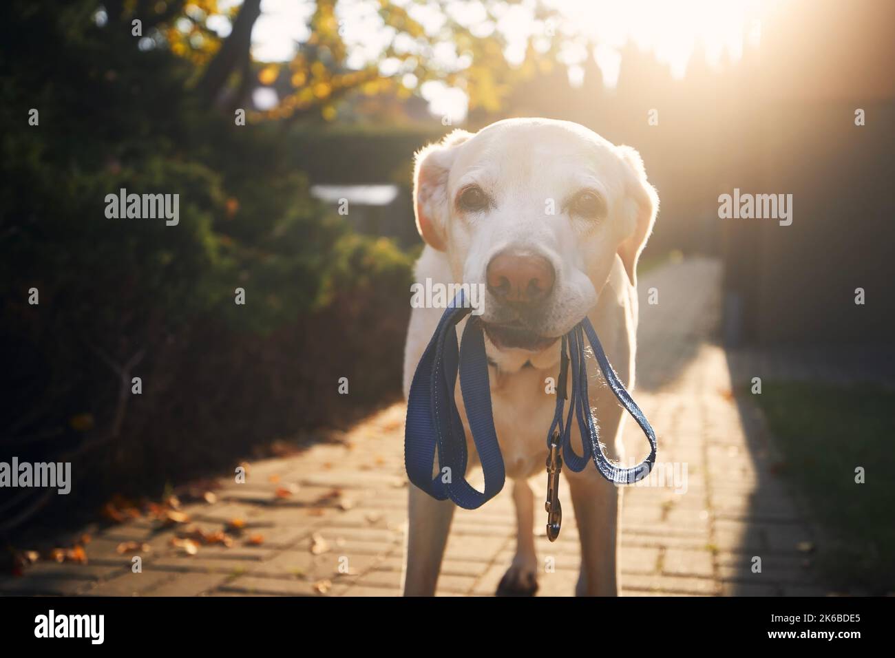 Cane in attesa di camminare. Vecchio labrador Retriever tenendo il guinzaglio in bocca sul marciapiede di fronte a casa. Foto Stock