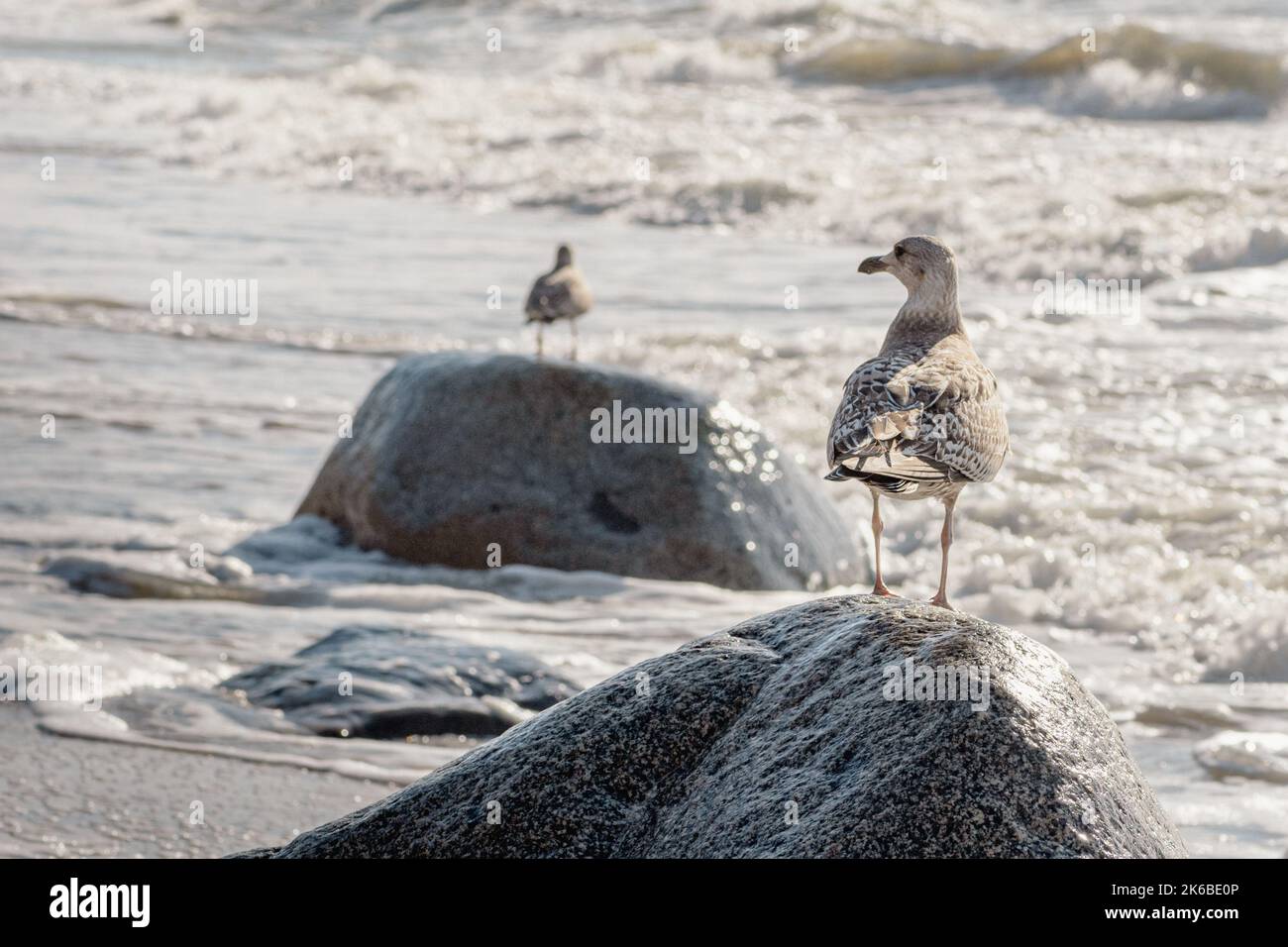 Bellissimo gabbiano di mare che sorge su una grande pietra di granito sulla riva con onde sul Mar Baltico Foto Stock