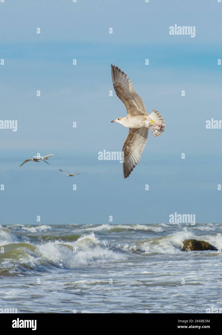 Bellissimo gabbiano con tag sulla zampa in piedi su una grande pietra di granito sulla riva con onde sul Mar Baltico Foto Stock