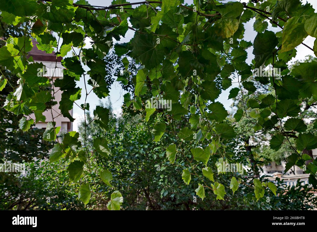 Protezione solare naturale con una vite coltivata accanto ad un balcone esposto a sud, Sofia, Bulgaria Foto Stock