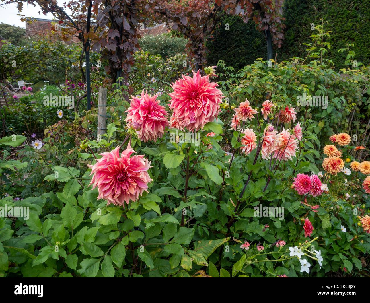 Chenies Manor Garden dahlias nel mese di ottobre.Dahlia 'Islander', Dahlia 'Labyrinth', Dahlia 'Penhill Watermelon', Dahlia 'Creme de Cognac' in piena fioritura. Foto Stock