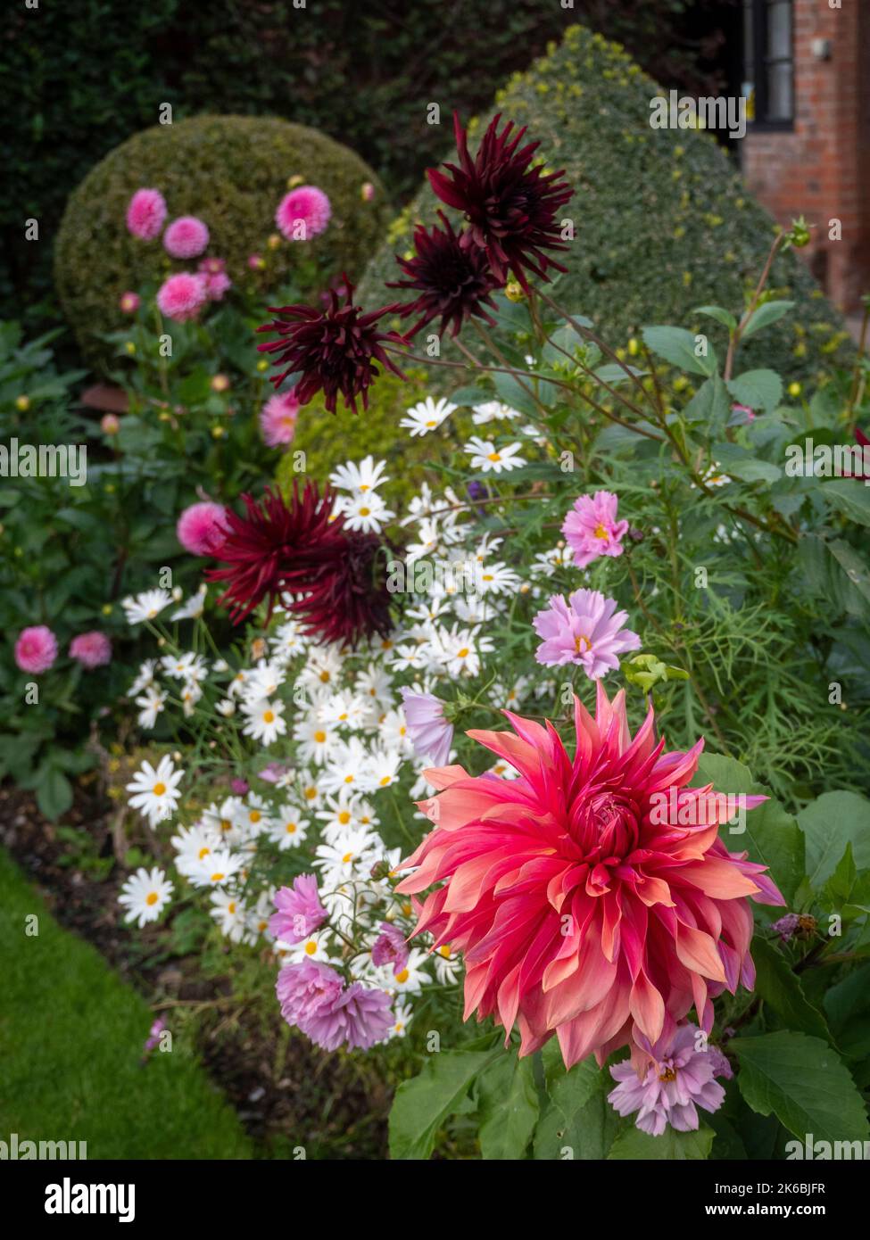 Chenies Manor Garden dahlias nel mese di ottobre.Dahlia 'Chat Noir, Dahlia 'Sandra', Dahlia 'Penhill Watermelon' varietà dalla Manor House. Foto Stock