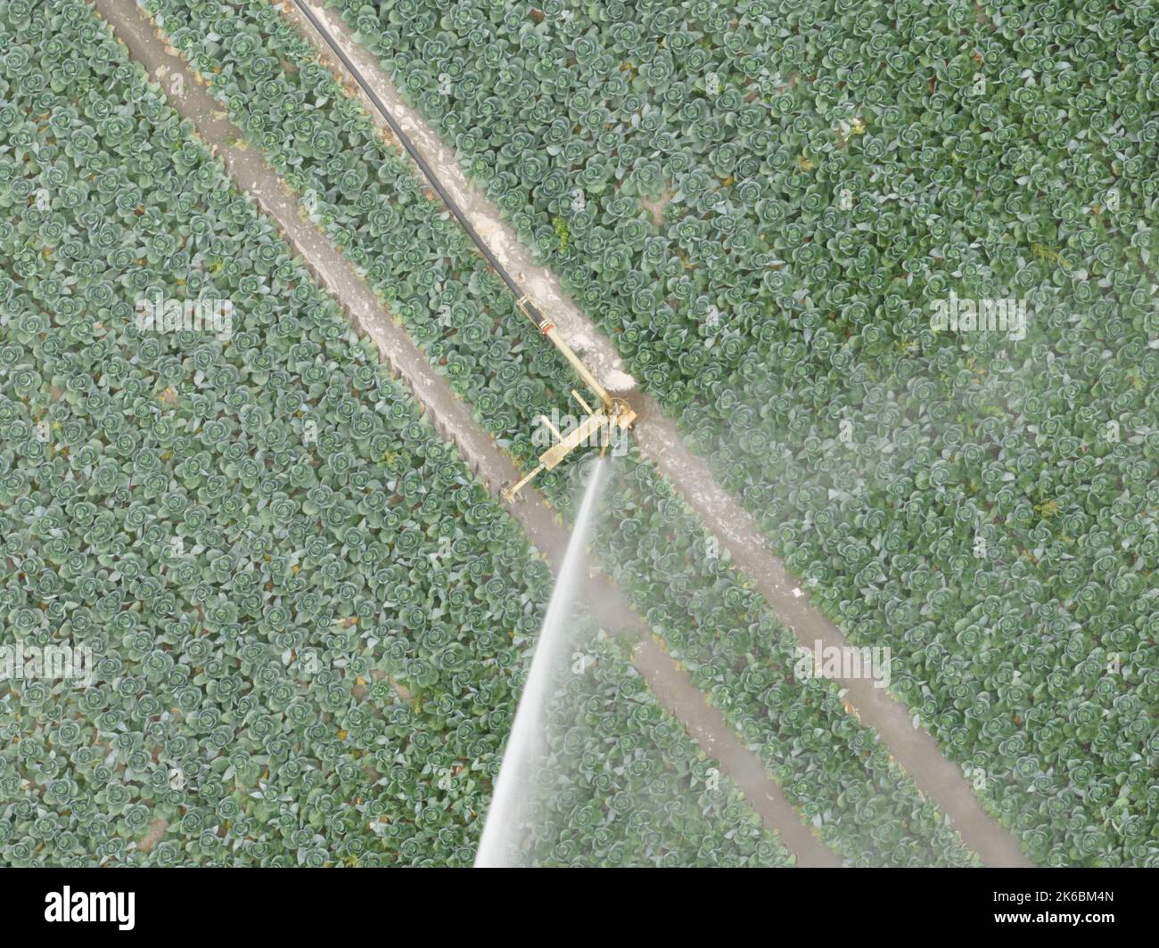 Agricoltura irrigazione dei campi colture impianto sprinkler acqua vista aerea aerea dei campi agricoli siccità tecnologia agricoltura. Cibo crescente Foto Stock