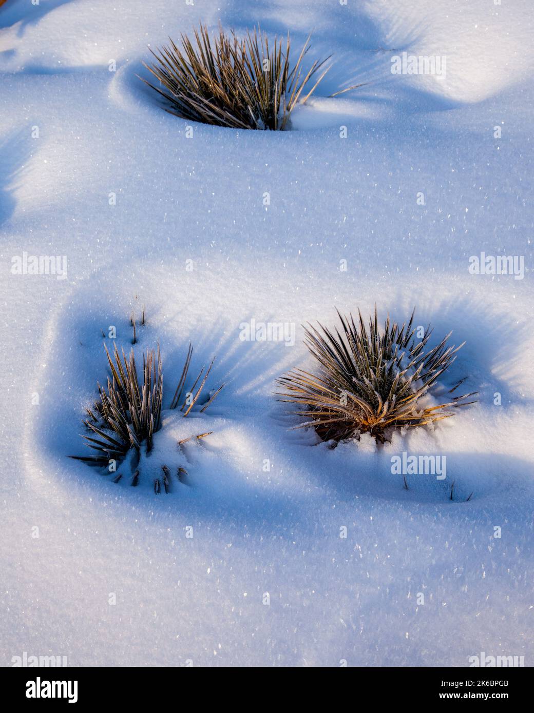 Piante di yucca a foglie di Narrowleaf nella neve in inverno nell'Isola nello Sky District del Canyonlands National Park, Moab, Utah. Foto Stock