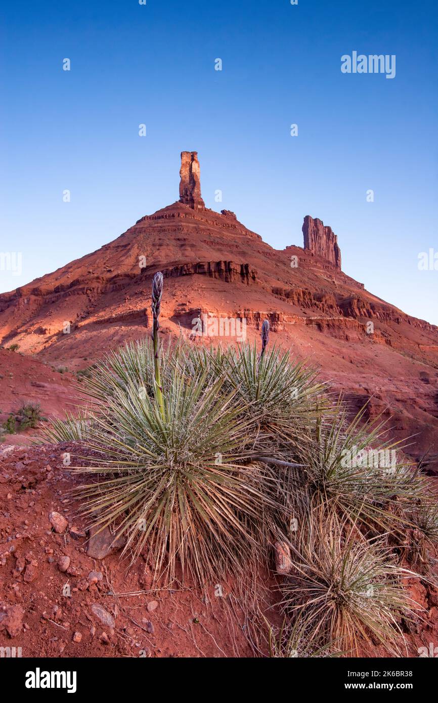 Lance fiorite che crescono su una pianta di yucca di fronte alla Castleton Tower / Castle Rock al primo semaforo all'alba vicino a Moab, Utah. Foto Stock