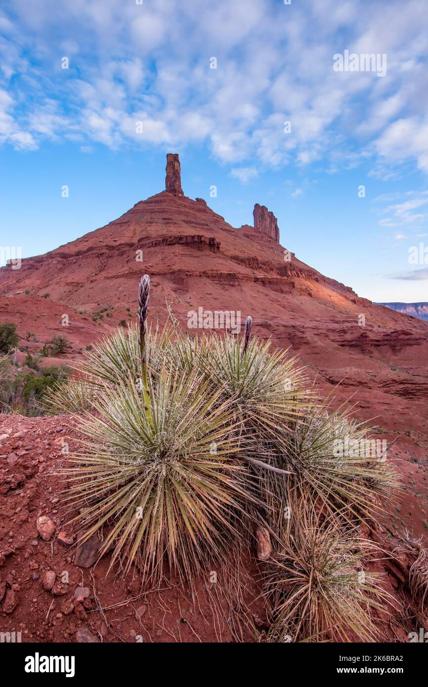 Lance fiorite che crescono su una pianta di yucca di fronte alla Castleton Tower / Castle Rock al primo semaforo all'alba vicino a Moab, Utah. Foto Stock