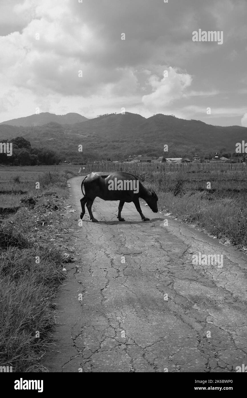 Foto monocromatica, Un bufalo che vagano nel mezzo di un campo di riso, Cikancung - Indonesia Foto Stock
