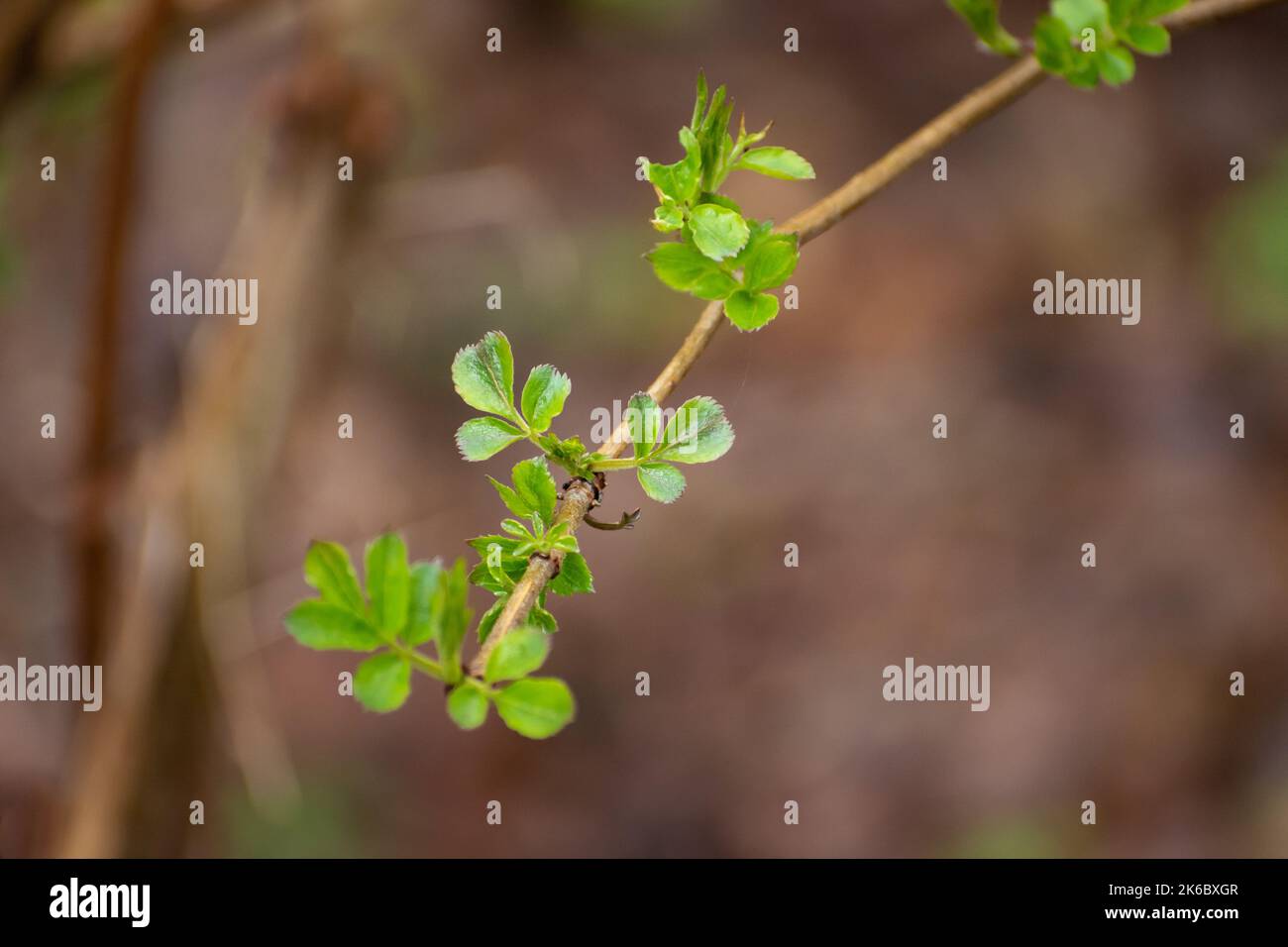 Ramoscello singolo con piccole foglie verdi Foto Stock