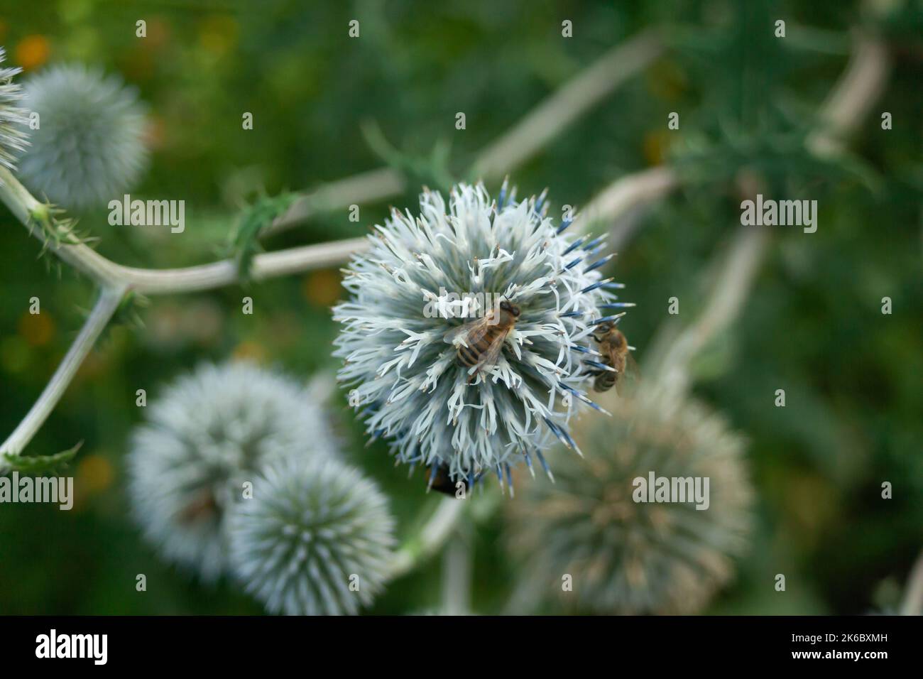Fiori di Echinops e due api che raccolgono polline Foto Stock