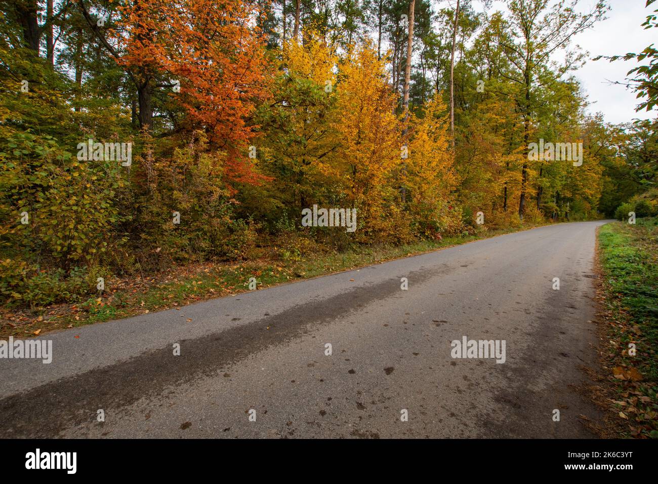 Autunno foresta ai raggi del sole e la strada in colori autunnali. Foto Stock