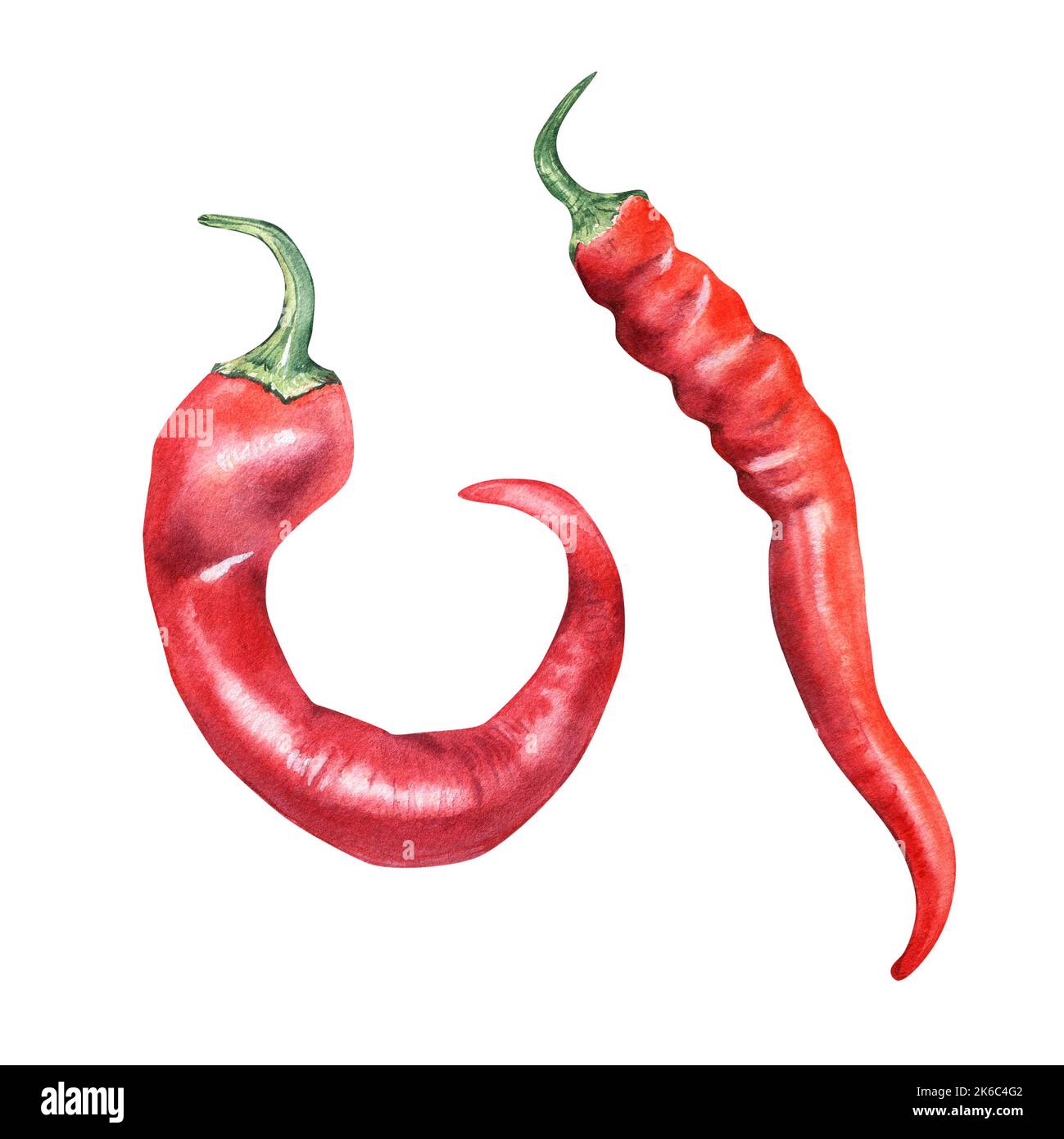 Illustrazione di acquerello al peperoncino rosso isolato su sfondo bianco. Pepe piccante estratto a mano. Elemento di design per confezionamento, menu, mercato, ingredi Foto Stock