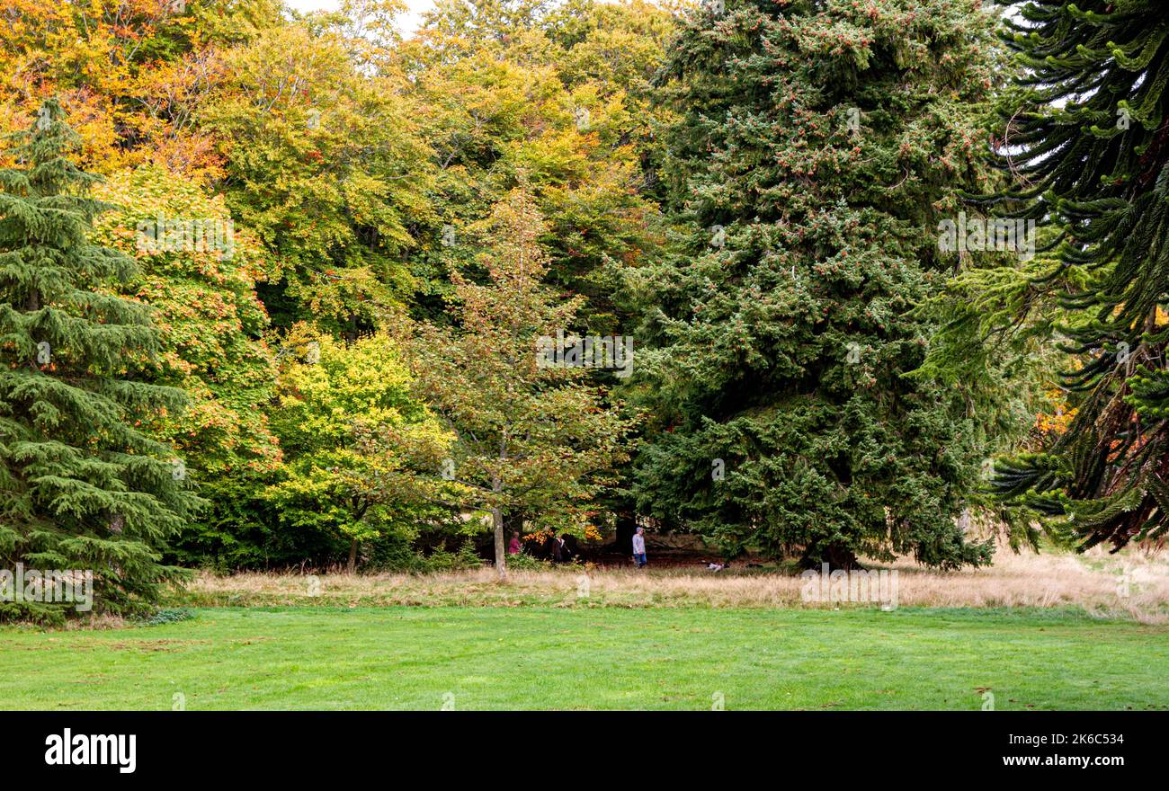 Dundee, Tayside, Scozia, Regno Unito. 13th ottobre 2022. UK Weather: Il nord-est della Scozia sta vivendo un ottobre freddo e soleggiato, con temperature che si aggirano intorno ai 10°C. Gli alberi del Camperdown Park and Wildlife Centre di Dundee iniziano a diventare colori autunnali. I residenti locali e gli escursionisti di cani si godono il bel tempo trascorrendo la giornata nel parco e ammirando il paesaggio autunnale. Credit: Dundee Photographics/Alamy Live News Foto Stock