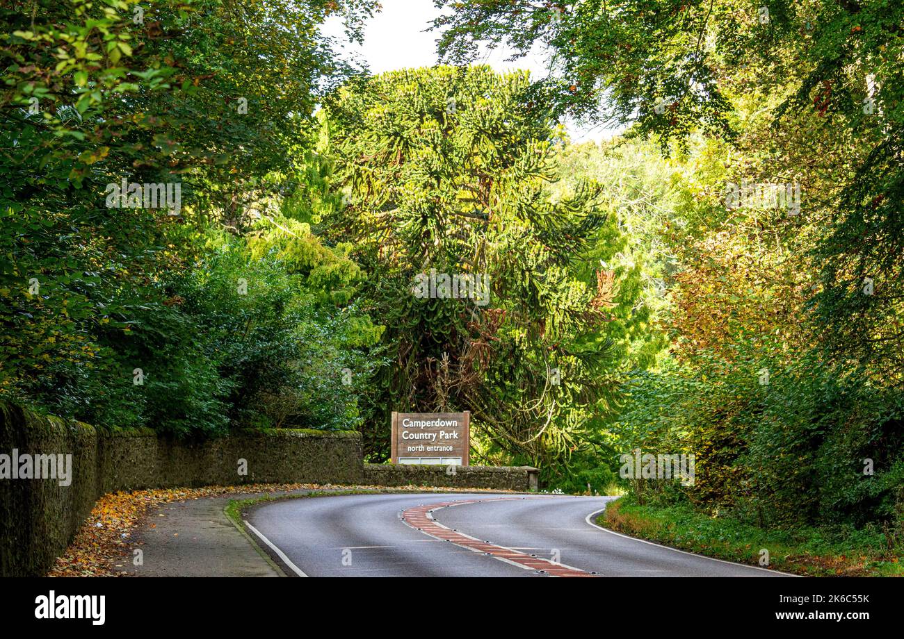 Dundee, Tayside, Scozia, Regno Unito. 13th ottobre 2022. UK Weather: Il nord-est della Scozia sta vivendo un ottobre freddo e soleggiato, con temperature che si aggirano intorno ai 10°C. Gli alberi del Camperdown Park and Wildlife Centre di Dundee iniziano a diventare colori autunnali. I residenti locali e gli escursionisti di cani si godono il bel tempo trascorrendo la giornata nel parco e ammirando il paesaggio autunnale. Credit: Dundee Photographics/Alamy Live News Foto Stock