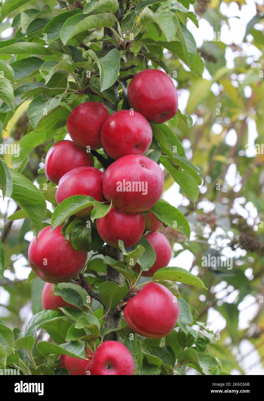 "Red Rocket" albero di mele pieno di frutta Foto Stock